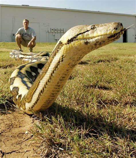 Worlds Longest Snake Dies Pictures Of Reptiles Reptile Magazine
