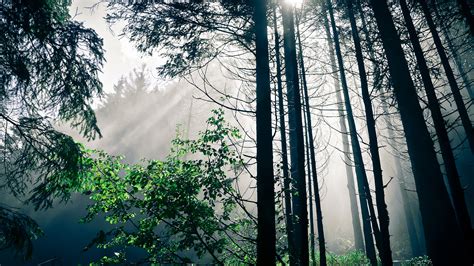 1920x1080 Nature Trees Light Sun Forest Coolwallpapersme