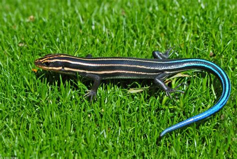 Southeastern Five Lined Skink Lizard Colorful Lizards Reptiles And