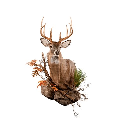Discover 116 Deer Mount Poses Chart Latest Vn