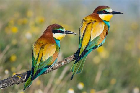 Bird Watching In Northern Cyprus Cyprusparadise