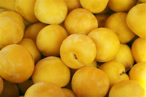 Golden Plum Preserves Recipe Mother Earth News