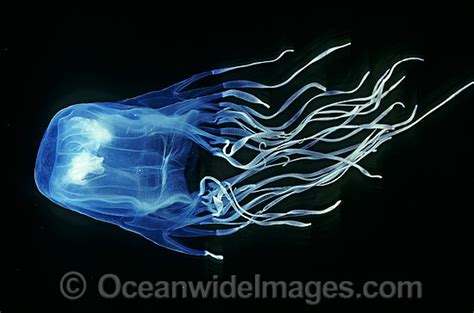 Box Jellyfish Chironex Fleckeri Photo