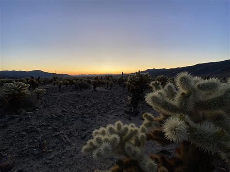 Cholla Cactus Garden Sunrise Garden Byu