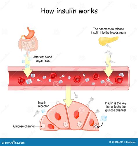 How Insulin Works Insulin And Glucose In Biological Cell Stock Vector Illustration Of