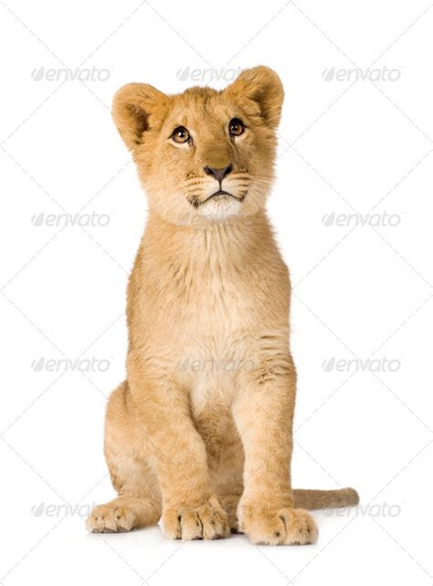 Lion Cub 6 Months Stock Photo By Lifeonwhite Photodune