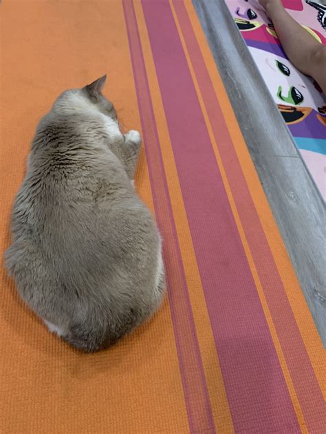 Tw Pornstars Codey Steele S Corp Io Twitter My Cat Has His Own Yoga Mat Am