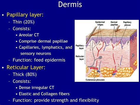 Dermis Definition Anatomy And Function