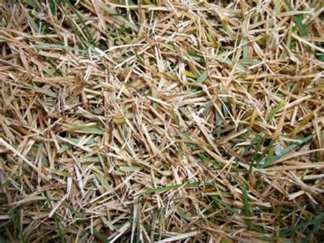 Known for its ability to retain water and resist drought, zoysia is beautifully lush and green through most of the year. Zoysia Grass - Lawn Turns Yellow in the Fall