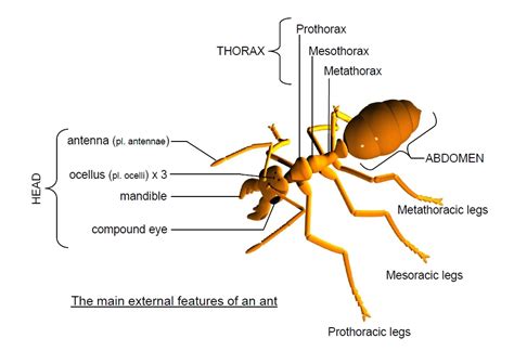 Body Parts Labeled Diagram Online Wiring Diagram