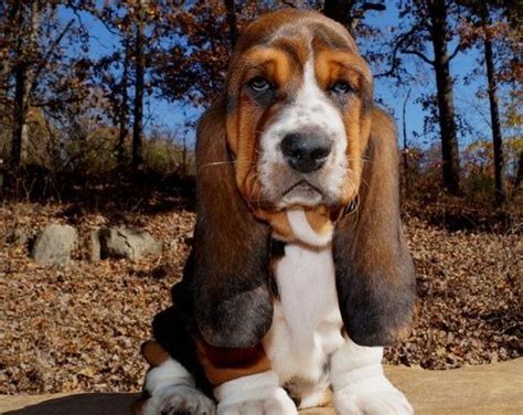 They were known as slow, short dogs with outstanding noses. Basset Hound Puppies For Sale | Fall River, MA #286063