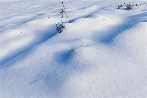 Deep Drifts Of Soft Snow In The Winter Season Stock Photo Image Of