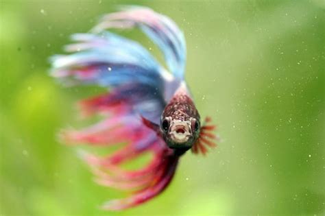 The betta fish is probably the second most popular fish kept, after goldfish. Cold Snaps: what can you do? - Fish Care