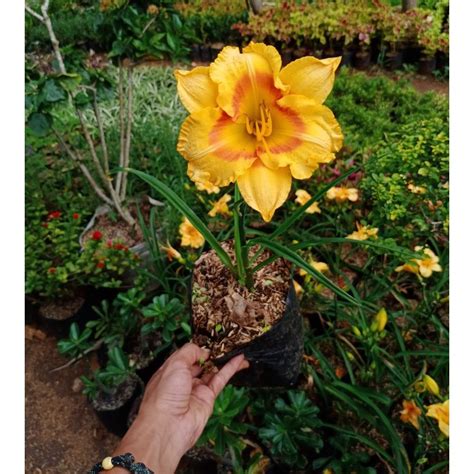 Jual Tanaman Hias Bunga Lily Original Tanaman Bunga Lily Tanaman