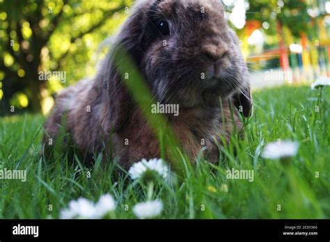 Close Up Of Lop Rabbit Cute Animal Gras Stock Photo Alamy
