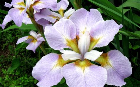 2560x1600 Resolution Irises Flowers Flower Bed 2560x1600 Resolution