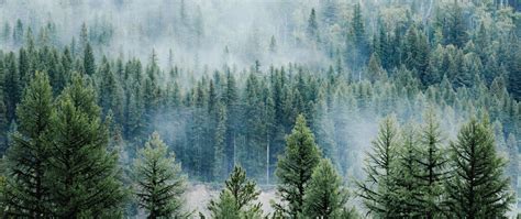 Free download latest collection of aesthetic wallpapers and backgrounds. Download wallpaper 2560x1080 forest, trees, fog, tops ...