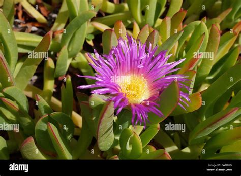 Kathleen M Roach Succulent With Little Pink Flowers Wildflower Weed Or Groundcover