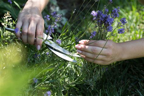 Gallery lavendel schneiden frühjahr video. Lavendel pflegen: Tipps zur idealen Pflege - Plantura