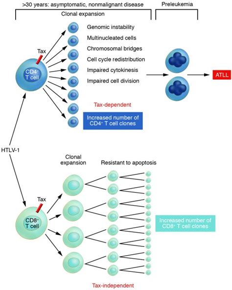Jci Adult T Cell Leukemia A Tale Of Two T Cells