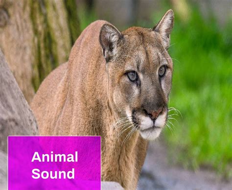 Animal Songst Free Mp3 Download Mingo Sounds