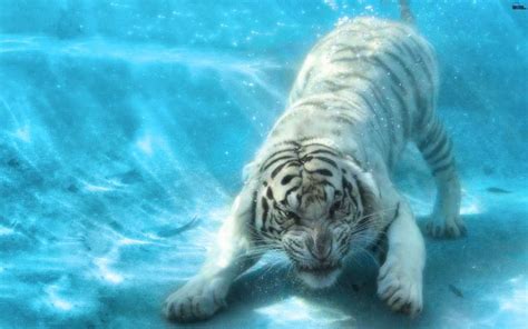 Water Wave White Tiger Under Widescreen High Resolution 119432