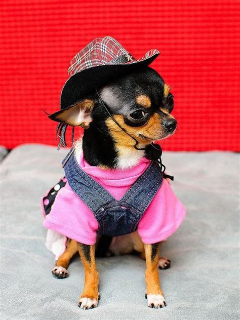 Pin By Kristina On Doggies Super Cute Dogs Cute Animals Chihuahua Love