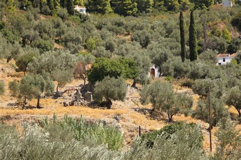 Olive Grove In Greece Stock Photo Image Of Decoration 151242148