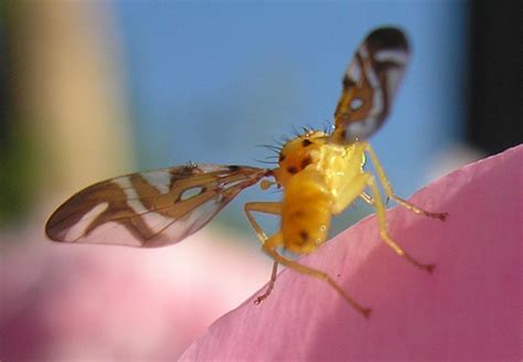 Fruit Fly Whats That Bug