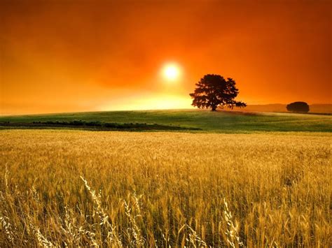 Sunset Nature Trees Autumn Season Fields Wheat Hd Wallpaper