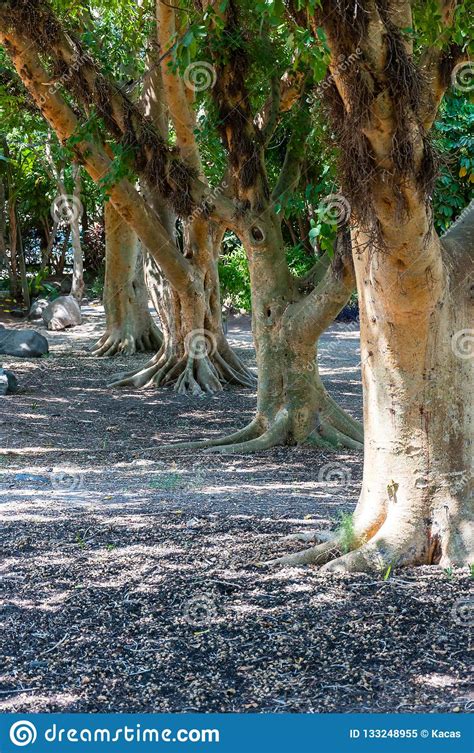 Ficus Sycamore Trees Garden In North East Of Israel Stock Image Image