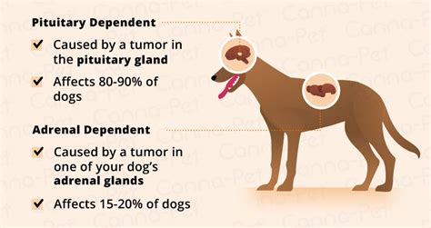 Understanding Cushings Disease In Dogs Australian Dog Lover
