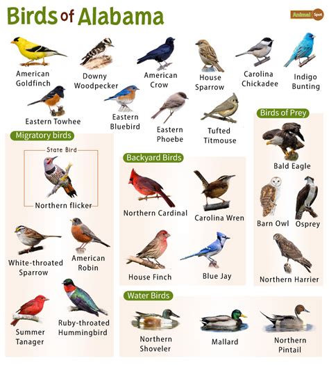 The Most Common Backyard Birds In Alabama Nature Blog Network