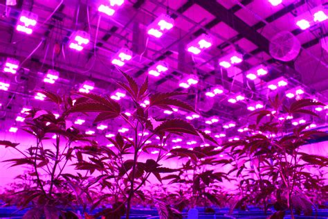 One of the most important elements of as a commercial grower or home grower, it is best to have a professional plan in hand before. How to Hang LED Grow Lights the Right Way • LumiGrow ...