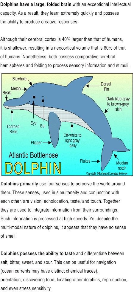 Information About Dolphins For Kids Childhood Education