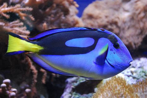 Finding Out About Dory 5½ Facts On The Blue Tang National Geographic