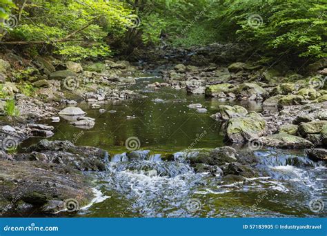 Mountain Stream Through Green Forest Stock Image Image Of Stream