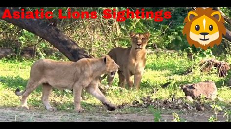 How Many Lions Have You Seen In Sasan Gir Asiatic Lions Sasan Gir