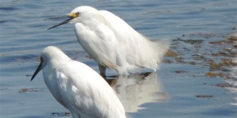 Birds Of Martinez Martinez Tribune