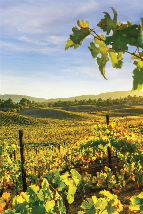Temecula Valley Socal Wine Country And Wineries Visit