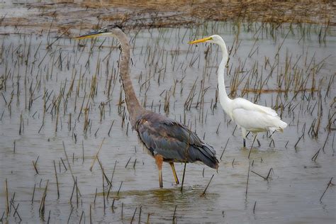 Herons And Egrets Photograph By Steve Rich Fine Art America