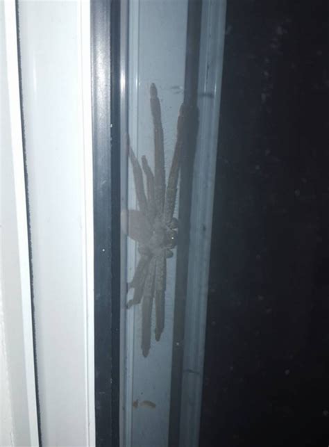 Spot The Giant Spider Lurking Behind This Glass Door Metro