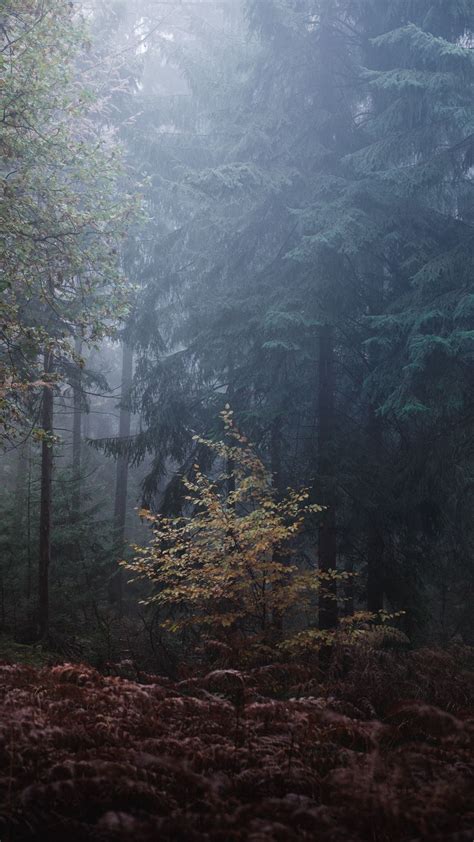 Download Wallpaper 938x1668 Forest Trees Fog Leaves Gloomy Iphone 8
