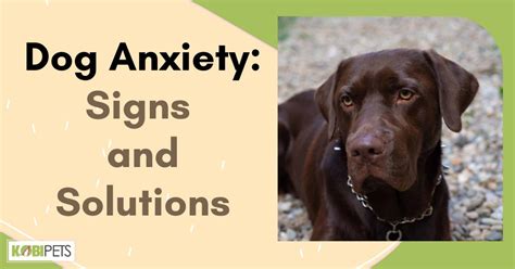 Dog Anxiety Signs And Solutions Kobi Pets