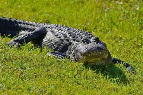 Another Fatal Alligator Attack In South Carolina Fitsnews