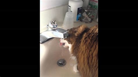 Cat Loves Water Youtube
