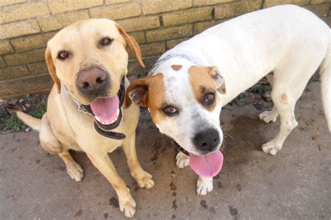 American Bulldog Lab Mix