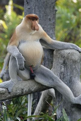 Male Proboscis Monkey Stock Image Z Science Photo Library