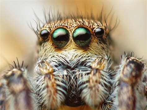 Free Download High Quality Macro Four Eyed Spider Arachnids Wallpaper