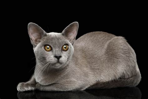 Burmese Cat Breed Profile Cat World